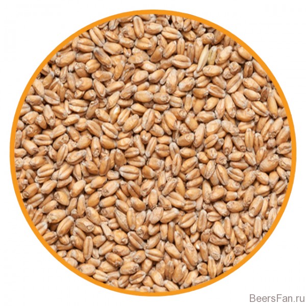 Солод пшеничный Chateau Wheat Blanc (Шато Вит Блан)